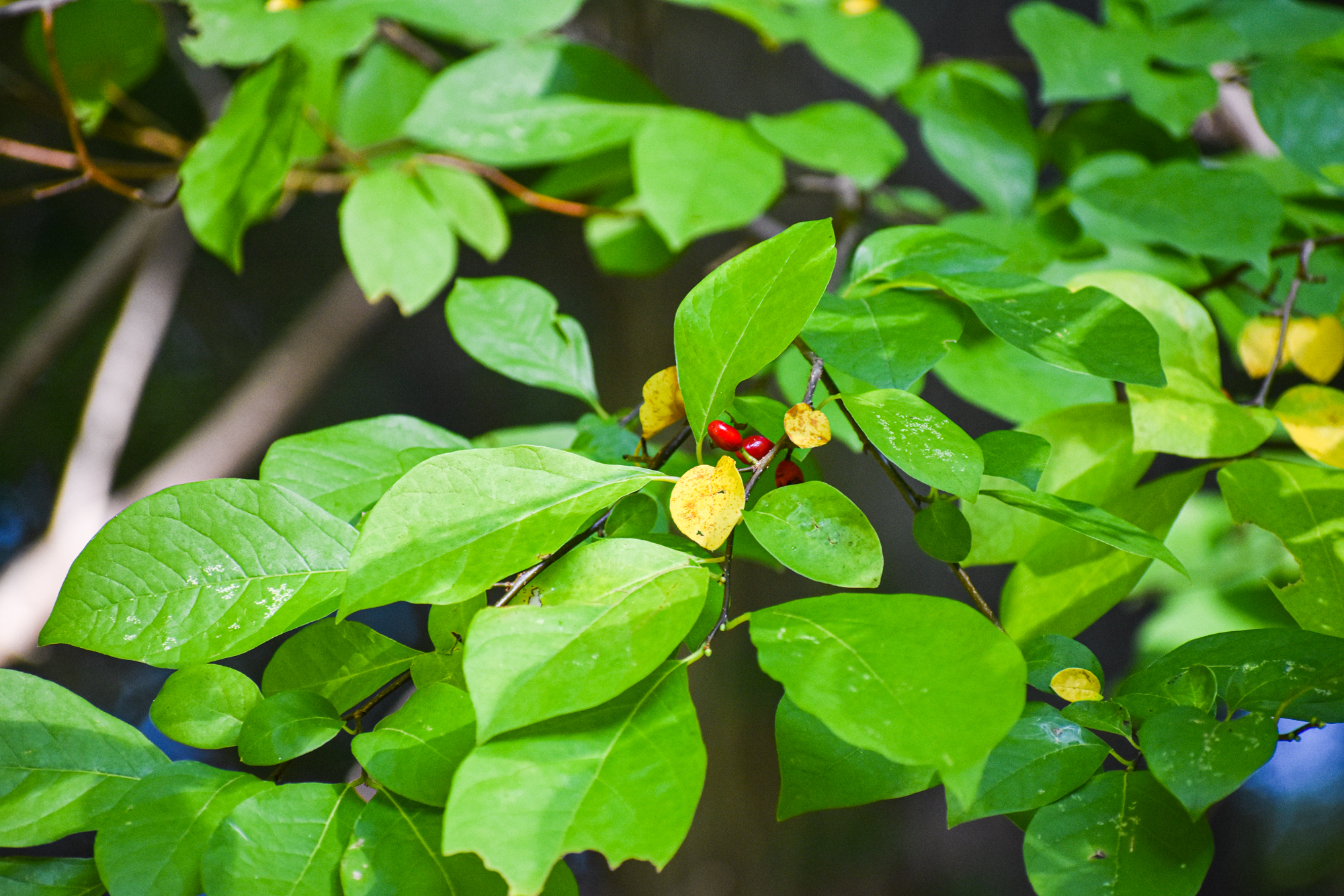 Exploring Birds Birds attracted to Spicebush